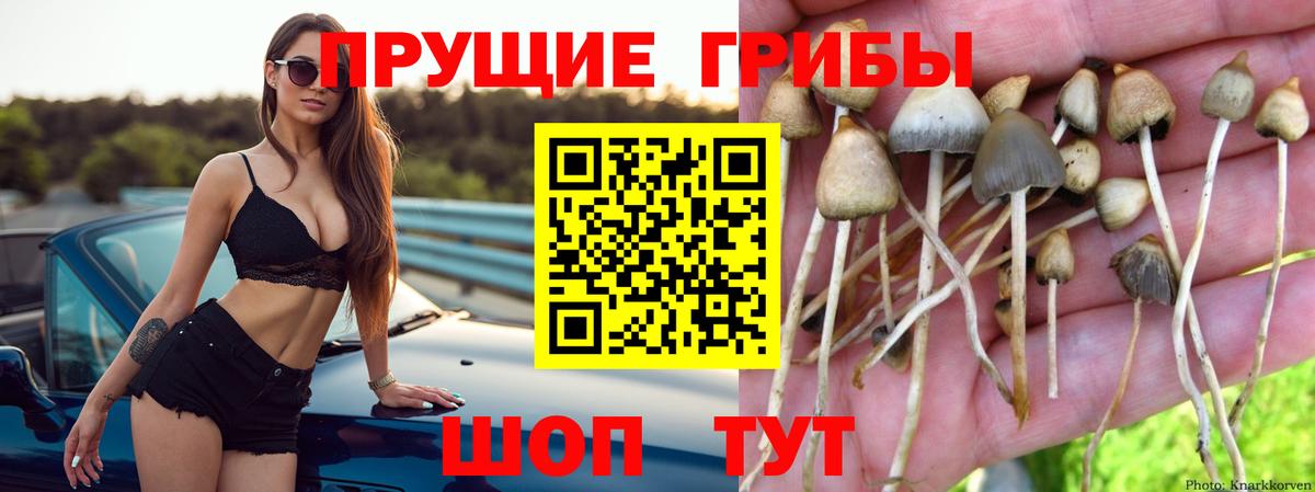 Псилоцибиновые грибы Psilocybine cubensis Прохладный